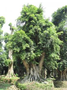 榕树
