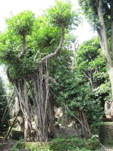 榕树