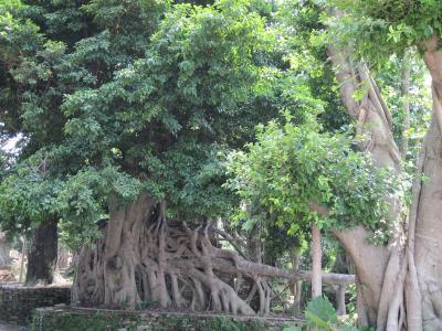 榕树