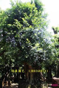 榕树