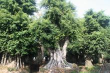 榕树